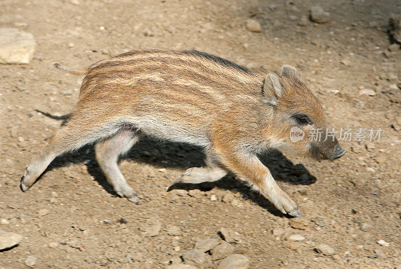 奔跑野猪小猪(Sus scrofa)